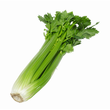 2021 New Harvest Export Natural Hot Selling Good Chinese Fresh Green Celery